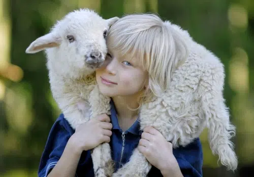 Ihr seht ein junges Lamm auf den Schultern eines Jungen.