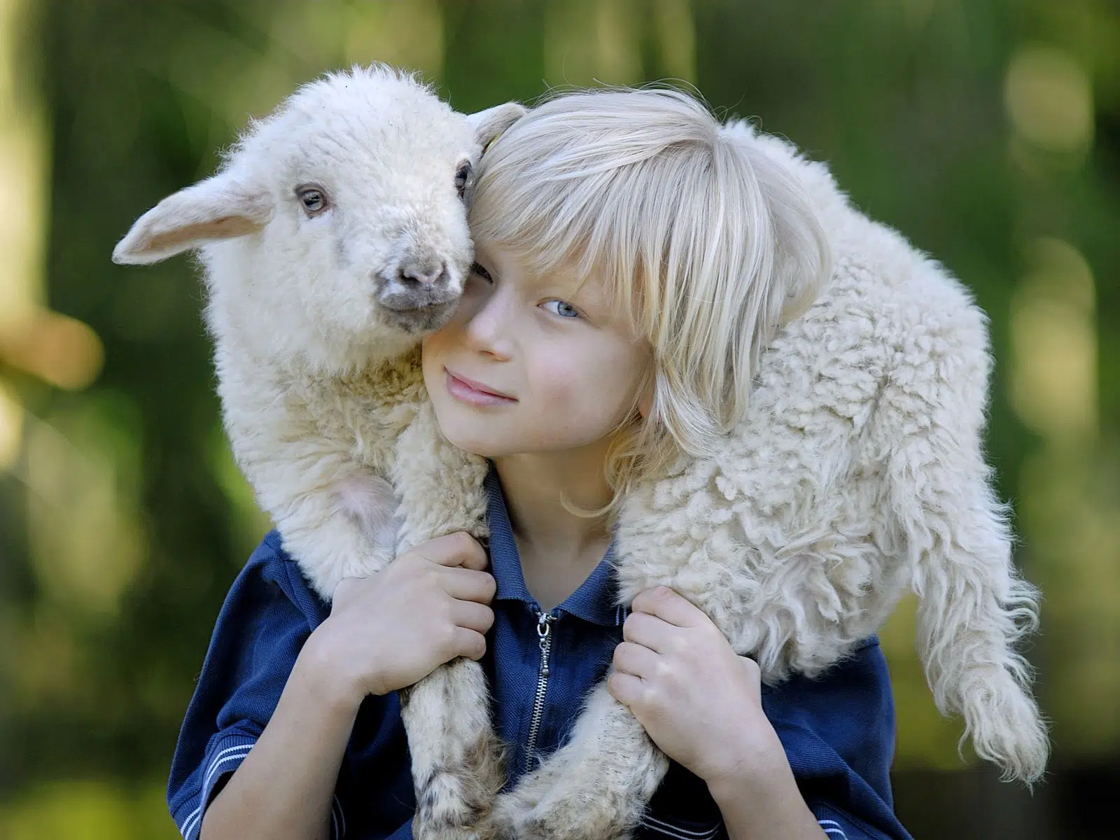 Ihr seht ein junges Lamm auf den Schultern eines Jungen.