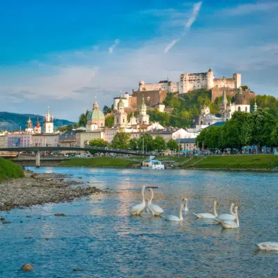 Ihr seht Schwäne schwimmend in der Salzach mit Blick auf die Altstadt. Schifffahrt Salzburg