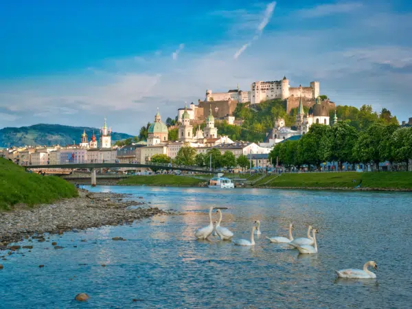 Ihr seht Schwäne schwimmend in der Salzach mit Blick auf die Altstadt. Schifffahrt Salzburg