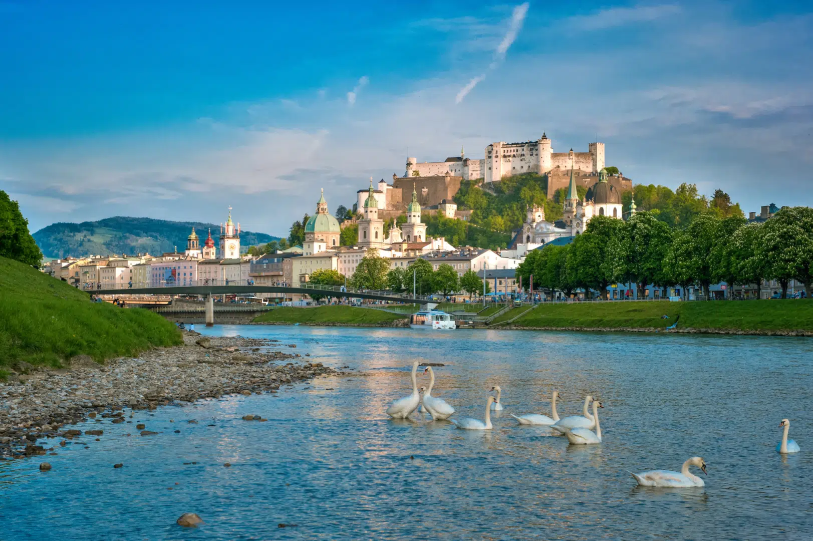 Ihr seht Schwäne schwimmend in der Salzach mit Blick auf die Altstadt. Schifffahrt Salzburg