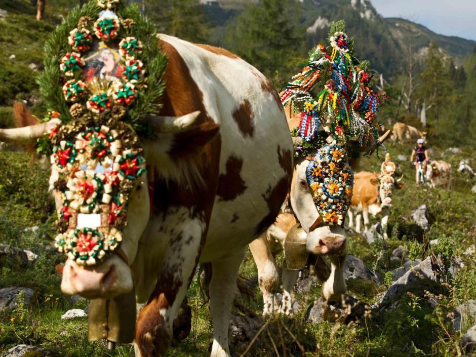 Sie sehen Kühe bei einem Almabtrieb im Salzburger Land. JUFA Hotels bietet Ihnen den Ort für erlebnisreichen Natururlaub für die ganze Familie.