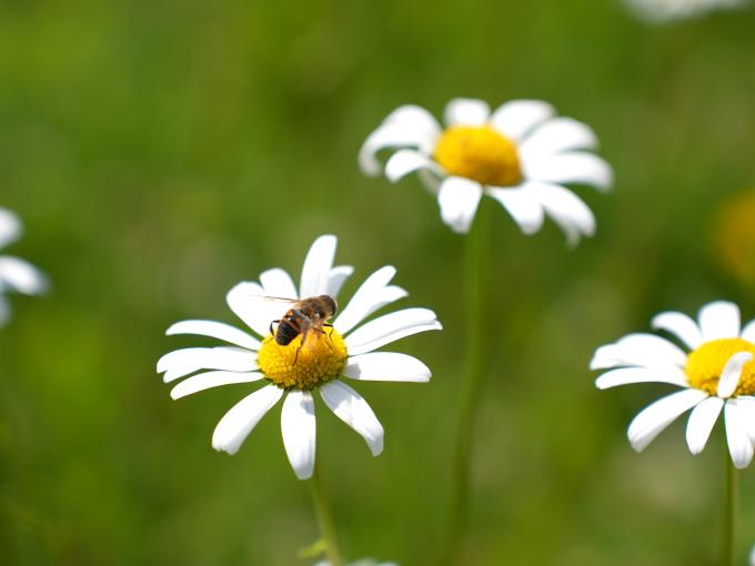 Sie sehen eine Biene auf einer Blume im Sommer.